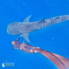 Freediving Seychelles - Image 3