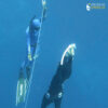 Freediving Seychelles - Image 5