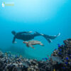 Freediving Seychelles - Image 4